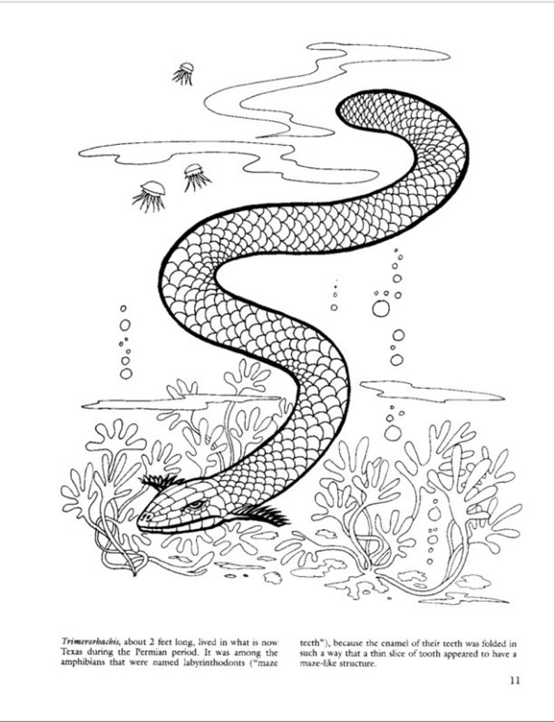 Dover Coloring Book Before the Dinosaur Adult Coloring Pages PDF ...