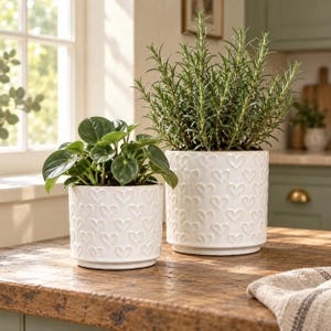 May include: Two white ceramic plant pots featuring a repeating embossed heart pattern. The smaller pot contains a green Peperomia plant with rounded leaves, while the larger pot holds a tall, upright rosemary plant with needle-like foliage.