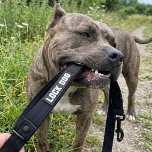 Może przedstawiać: Pręgowany pies rasy pitbull trzymający w pysku czarną nylonową smycz. Smycz posiada prostokątną czarną naszywkę z białym napisem LOCK DOG na tkaninie, a także czarny metalowy karabińczyk i zapięcie na zatrzask.