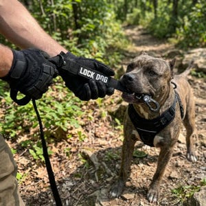 Może przedstawiać: Czarne szelki dla psa i czarna smycz z metalowym karabińczykiem trzymane w rękawicy. Smycz posiada czarną metkę z białym napisem LOCK DOG. Szelki założone są na pręgowanego psa stojącego na leśnej ścieżce pokrytej ziemią i liśćmi.
