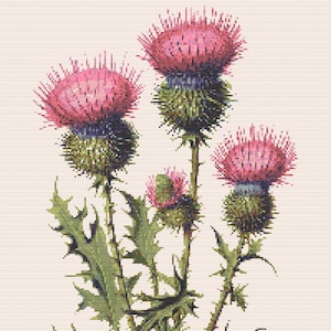 Gráfico de ponto cruz Scottish Thistle Wildflower Botanical. Compatível com PK, arquivo PDF, cruz simples, diagramas claros, padrão de crochê, tapeçaria simples