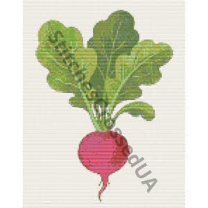 May include: A cross-stitch pattern of a round, bright pink radish with vibrant green leafy tops. The design is set against a white grid background, featuring the watermark text StitchesCrossedUA overlaid diagonally across the vegetable illustration.