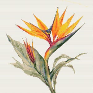 以下が含まれることがあります： 緑の葉を持つ鮮やかなオレンジ色の極楽鳥花。花は長く、細い茎を持ち、満開です。