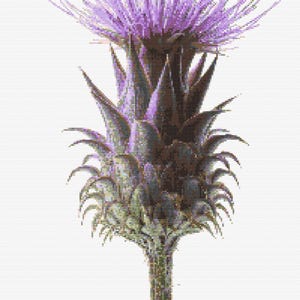 Gráfico de ponto cruz – Flor de cardo realista. Compatível com Pattern Keeper, arquivo PDF, cruz simples, diagramas claros, padrão de crochê, tapeçaria simples