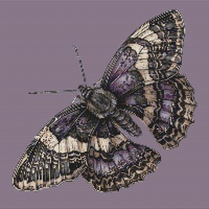 Könnte beinhalten: Ein lila und schwarzer Schmetterling mit komplizierten Flügelmustern vor einem helllila Hintergrund.