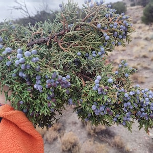 Juniper Berries OnBranch Fresh All Organic cut to order 9 inches long image 7