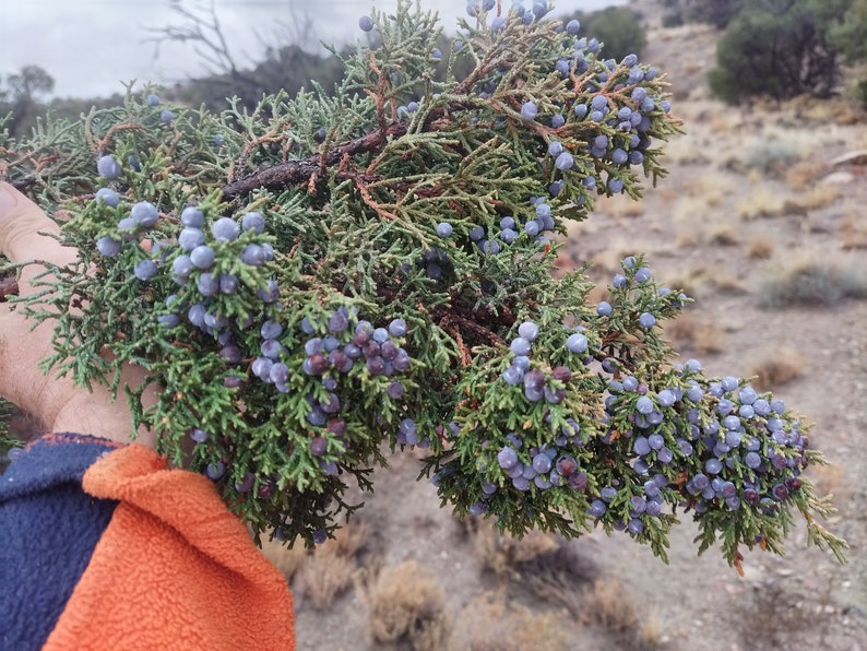 Juniper Berries OnBranch Fresh All Organic cut to order 9 inches long image 7