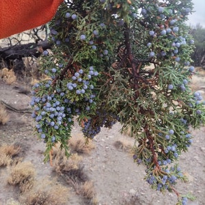 Juniper Berries OnBranch Fresh All Organic cut to order 9 inches long image 6