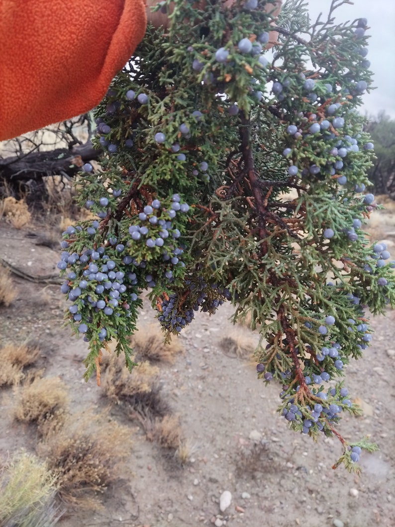 Juniper Berries OnBranch Fresh All Organic cut to order 9 inches long image 6