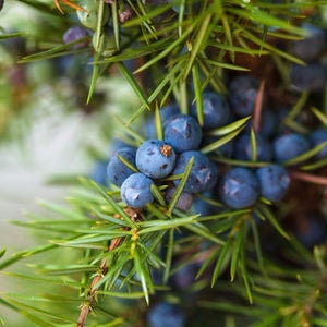 Juniper Berries OnBranch Fresh All Organic cut to order 9 inches long image 3