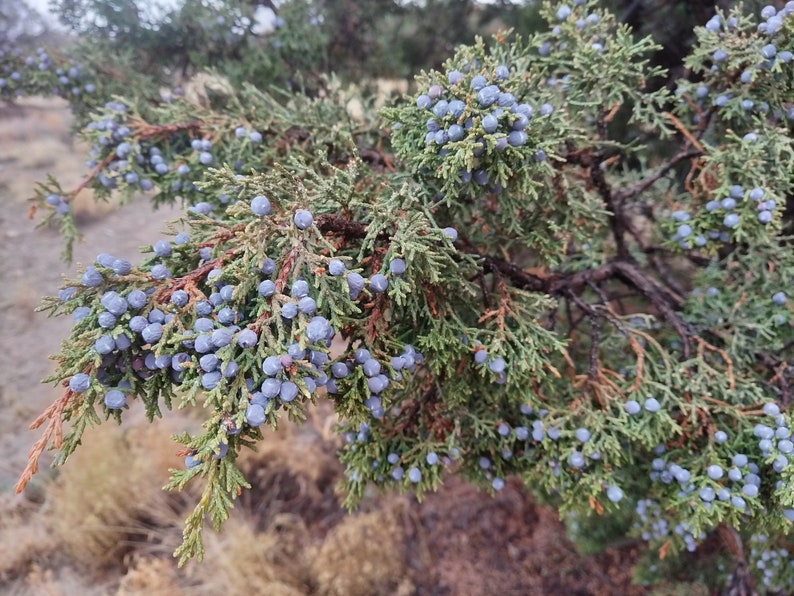 Juniper Berries OnBranch Fresh All Organic cut to order 9 inches long image 8