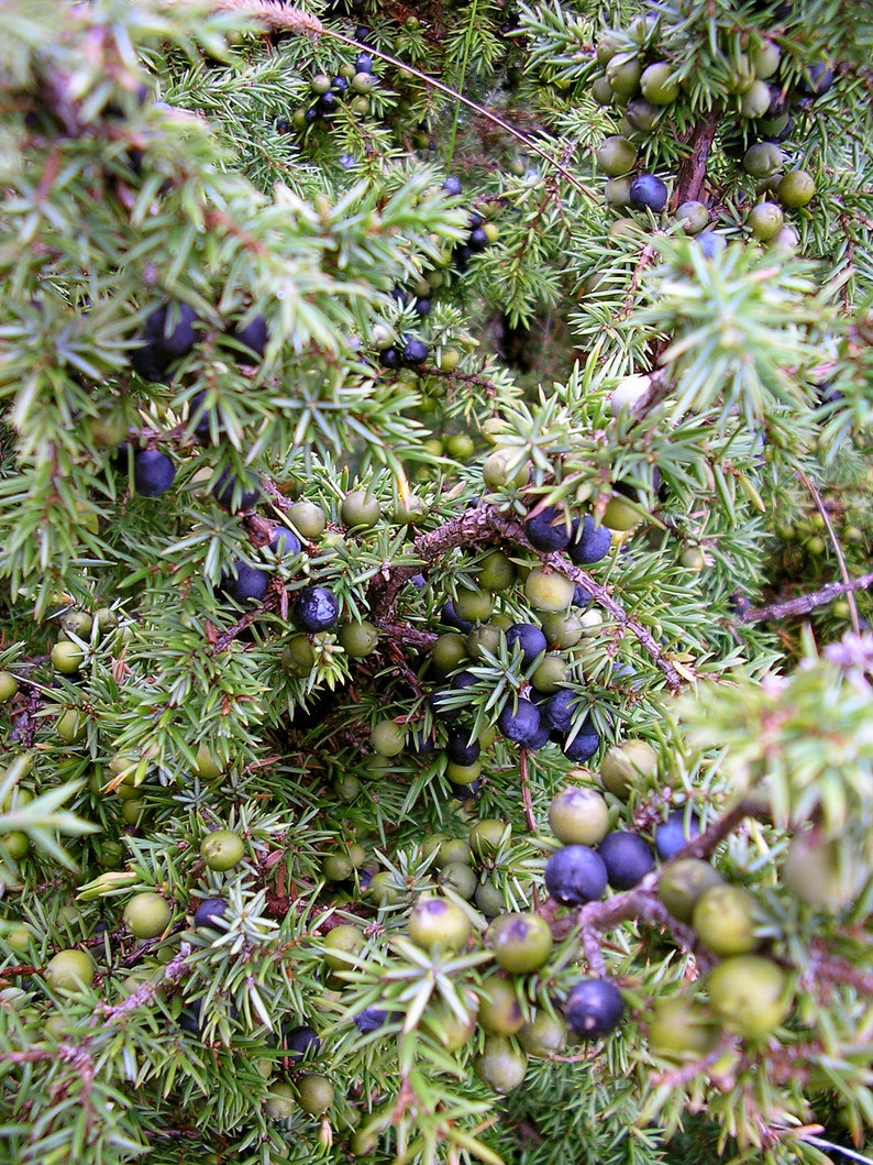 Juniper Berries OnBranch Fresh All Organic cut to order 9 inches long image 4