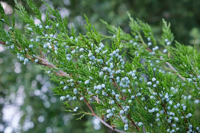 Juniper Berries OnBranch Fresh All Organic cut to order 9 inches long image 1