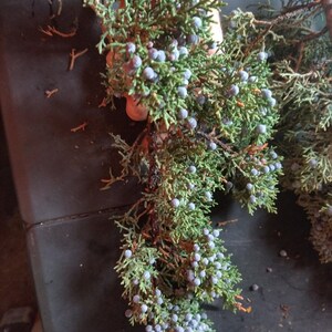 Juniper Berries OnBranch Fresh All Organic cut to order 9 inches long image 5