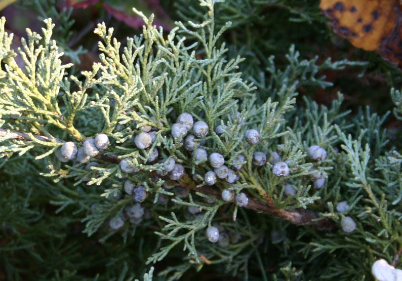 Juniper Berries OnBranch Fresh All Organic cut to order 9 inches long image 2