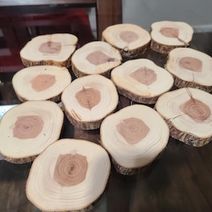 Könnte beinhalten: Ein Set aus zwölf Untersetzern aus Naturholz. Jeder Untersetzer ist ein kreisförmiger Holzscheit mit einem hellen äußeren Ring und einer rötlich-braunen Mitte. Die Untersetzer variieren leicht in Größe und Maserung und zeigen die natürliche Schönheit des Holzes.