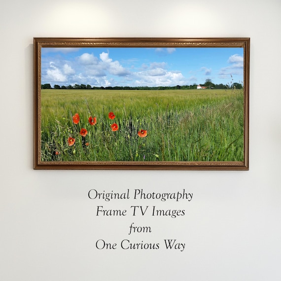 Summer Barley Field Denmark Landscape Frame TV Art Digital Download