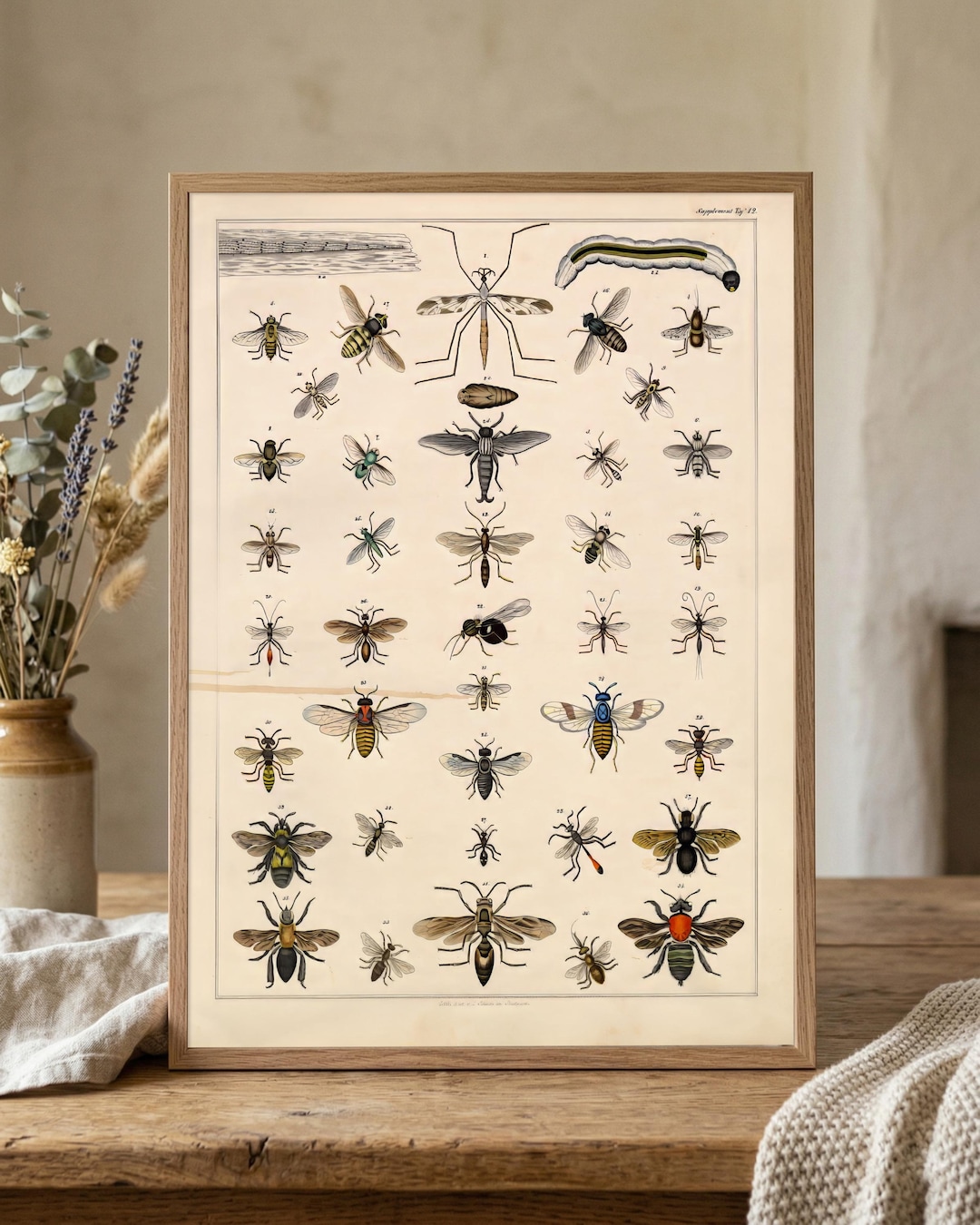 Vintage Insect Specimen Plate Art Print | Entomology Bug Artwork ...