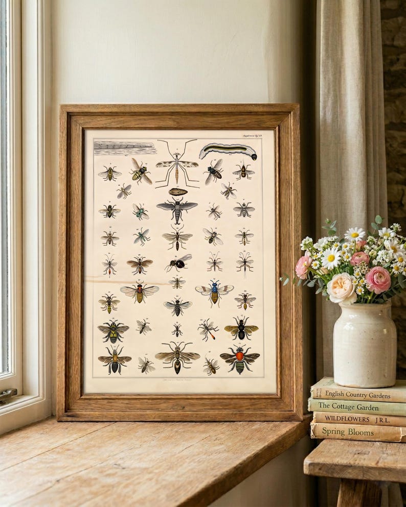Vintage Insect Specimen Plate Art Print | Entomology Bug Artwork ...