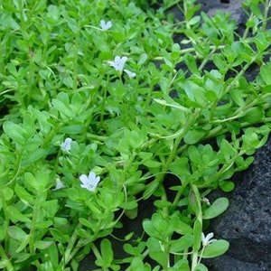 10 Live Bacopa Monnieri Brahmi Water Hyssop aquatic( 10 Plants), Rau Dang