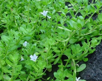 May include: Close-up of a lush green plant with small, oval leaves and delicate white flowers. The plant has a dense, sprawling growth habit, with stems and leaves covering the surface. The image showcases the plant's vibrant color and texture.