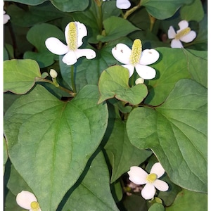 May include: A close-up of a green leafy plant with white flowers. The flowers have a yellow center and are in various stages of bloom.