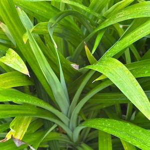 May include: Close-up of vibrant green pandan leaves, showcasing their long, slender shape and textured surface. The leaves are wet, suggesting recent rainfall. The image highlights the plant's lush, tropical appearance.