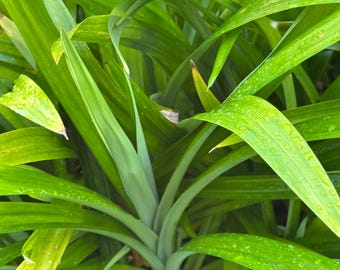 1 Live Pandan tree With Roots 6-8 Inch (lá Dứa) no pot