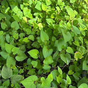 15 Live Bare Root Fish Mint Houttuynia Cordata Asian Herb Plants