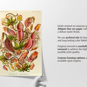 Op de afbeelding: Een vintage botanische illustratie van een bekerplant, met gedetailleerde afbeeldingen van de bladeren, stengels en bloemen van de plant. De illustratie is gedrukt op hoogwaardig museumpapier met archiefinkt voor duurzame kleurvastheid.