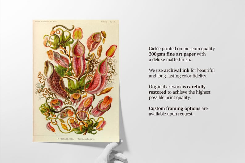 Op de afbeelding: Een vintage botanische illustratie van een bekerplant, met gedetailleerde afbeeldingen van de bladeren, stengels en bloemen van de plant. De illustratie is gedrukt op hoogwaardig museumpapier met archiefinkt voor duurzame kleurvastheid.