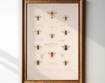 Op de afbeelding: Een ingelijste vintage insectenillustratie met gedetailleerde tekeningen van verschillende insecten in bruin-, rood- en groentinten. Het kunstwerk staat tegen een crèmekleurige achtergrond en in een houten lijst.