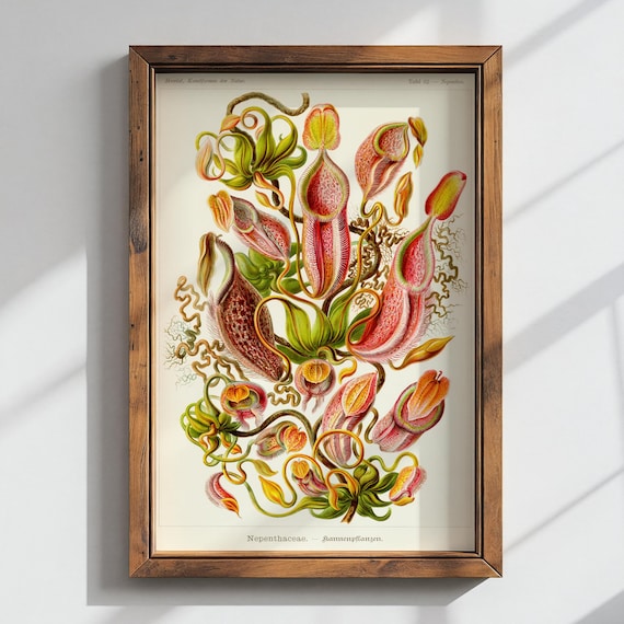 Carnivorous Plants Vintage Illustration Print | Dark Academia Gothic Decor | Witchy Gallery Wall | Art Forms in Nature | Ernst Haeckel