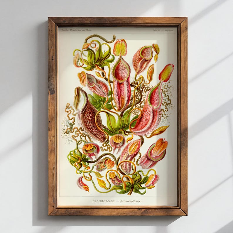 Op de afbeelding: Een vintage botanische illustratie van een bekerplant, ook wel bekend als een apenbeker, met ingewikkelde details van de structuur van de plant en levendige kleuren. De illustratie is ingelijst in een bruin houten lijst en bevat de tekst "Nepenthaceae - Kannenpflanzen."