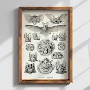 Fledermäuse Vintage Illustration Druck | Dark Academia Gothic Dekor | Dunkle Wandkunst | Witchy Bilderwand | Kunstformen in der Natur | Ernst Haeckel