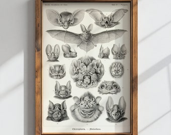 Op de afbeelding: Een vintage zwart-witte illustratie van verschillende soorten vleermuizen, inclusief hun gezichten en vleugels. De afbeelding is getiteld "Chiroptera - Fledertiere" en maakt deel uit van een serie genaamd "Bilder aus dem Tierreiche".