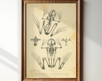 May include: Framed vintage print featuring detailed skeletal illustrations of frogs. The artwork, in black and white, showcases anatomical studies with scientific labels. The print is encased in a wooden frame, adding a classic touch to the overall aesthetic.