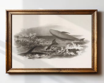 Vintage Humpback Whale Framed Print – Marine Biology Wall Art – Dark Academia Decor – #340