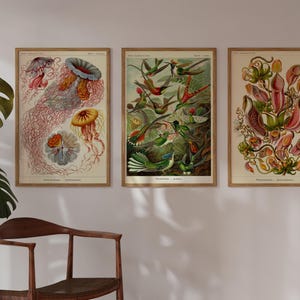 Op de afbeelding: Drie vintage botanische illustraties ingelijst in hout. De eerste toont een groep kwallen met roze en oranje tentakels. De tweede toont een groep kolibries in vlucht. De derde toont een groep roze en groene bekerplanten.