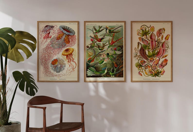 Op de afbeelding: Drie vintage botanische illustraties ingelijst in hout. De eerste toont een groep kwallen met roze en oranje tentakels. De tweede toont een groep kolibries in vlucht. De derde toont een groep roze en groene bekerplanten.