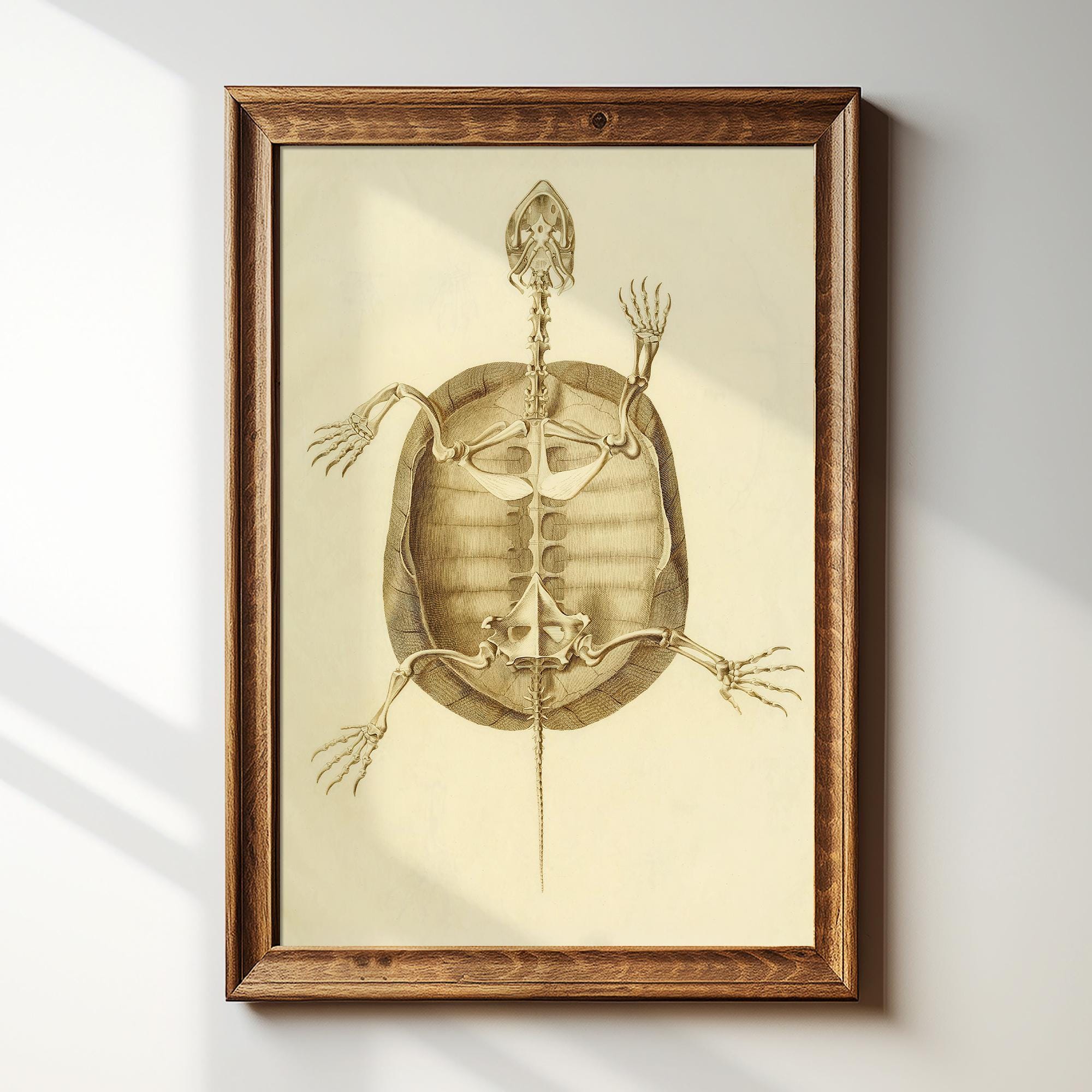 Tortoise Skeleton - Etsy