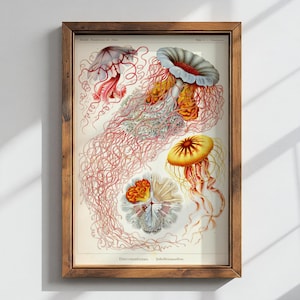 Qualle Vintage Illustration Druck | Dark Academia Gothic Dekor | Ozean Kunst | Witchy Bilderwand | Kunstformen in der Natur | Ernst Haeckel