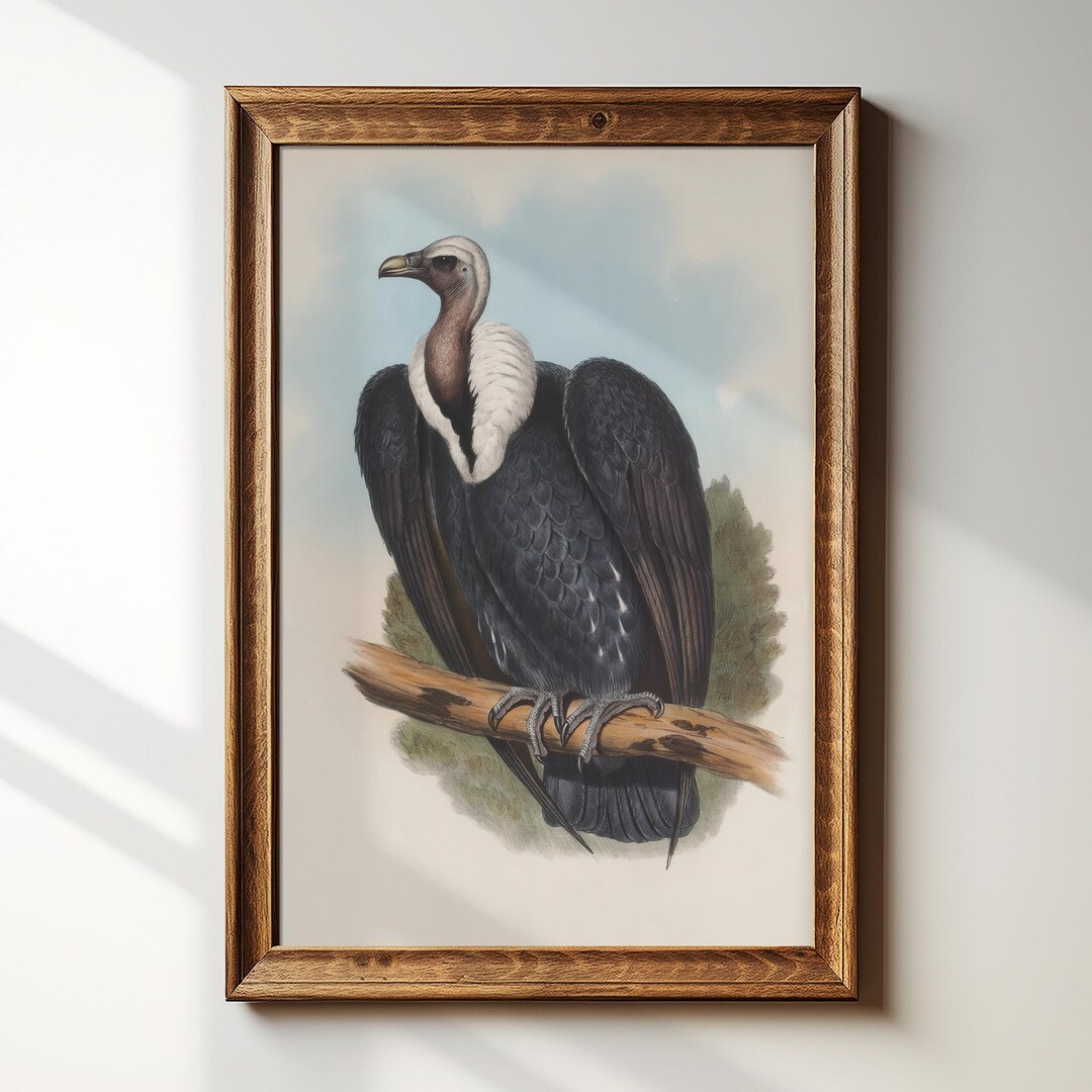 Vintage Vulture Art Print – Cottagecore Farmhouse Wall Decor – #309 - Etsy