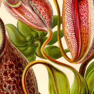 Op de afbeelding: Close-up detail van een botanische illustratie van een bekerplant met rode, groene en gele tinten. De plant heeft een uniek, ingewikkeld ontwerp met een gebogen, buisvormige vorm.