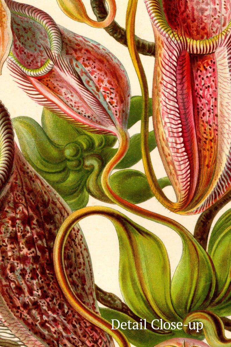 Op de afbeelding: Close-up detail van een botanische illustratie van een bekerplant met rode, groene en gele tinten. De plant heeft een uniek, ingewikkeld ontwerp met een gebogen, buisvormige vorm.