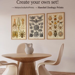 Op de afbeelding: Drie ingelijste vintage prints van wetenschappelijke illustraties van zeedieren, vleermuizen en spinnen. De prints zijn opgehangen aan een witte muur boven een houten tafel met een witte vaas en vier witte stoelen.