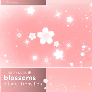 May include: A pink background with white cherry blossoms and star-shaped sparkles. The words "PINK SAKURA blossoms stinger transition" are displayed in the lower section of the image. The overall theme is floral and delicate.