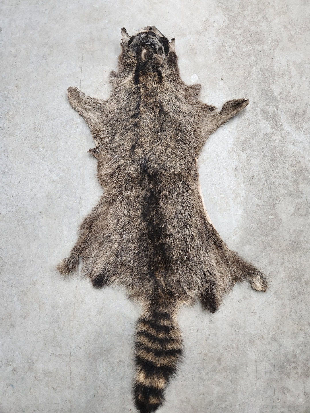 Raccoon Hide Pelt Fur Hair-on Skin Taxidermy Tanning - Etsy