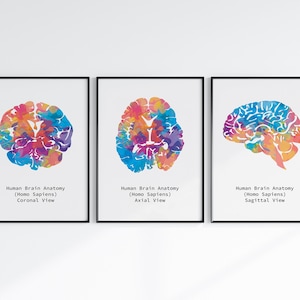 May include: Three colorful anatomical illustrations of the human brain, showing coronal, axial, and sagittal views. Each image is framed in black and has the text "Human Brain Anatomy (Homo Sapiens)" and the view type.