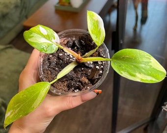 White Knight Philodendron